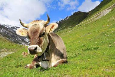 Yüksek dağlarda boynuzları ve çanları olan güzel kahverengi İsviçre sığırları.