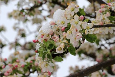 Elma kar ve buzla çiçek açar. Baharda soğuk hava meyve çiçeklerinin donmasına neden olur.