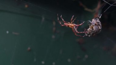 Çapraz örümceklerin çiftleşme videosu. Erkek haç örümceği dişi örümcekle çiftleşmek ister.
