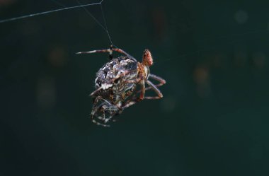 The mating of garden spiders. A male garden cross spider mates with a female clipart