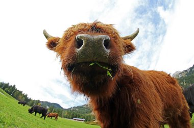 Funny wide-angle shot of a young Scottish Highland cattle in the mountains of Austria clipart