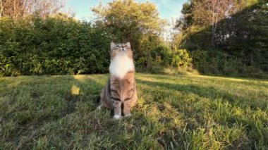 Küçük bir kedinin çimenlerde oynayıp zıpladığı komik bir video. 