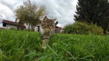 Bir dalın arkasında çimlerde koşan küçük bir kedinin komik videosu.
