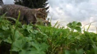 Bir dalın arkasında çimlerde koşan küçük bir kedinin komik videosu.
