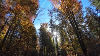 Ekim ayında güneşin ışığında güzel bir sonbahar ormanının videosu.