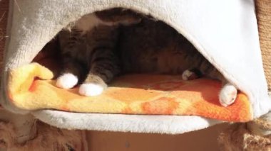 Mağarada yatan küçük bir kedinin zaman atlamalı videosu.