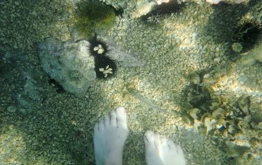 Underwater image of sea urchins on the seabed and a woman's feet clipart