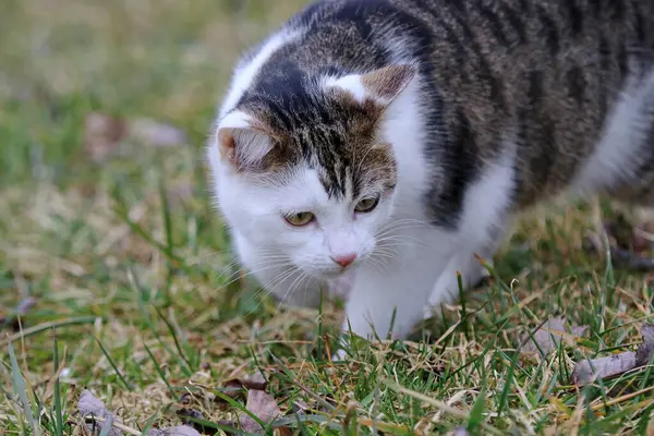 Genç beyaz ve kahverengi bir kedi avlanmak için çimlerin arasında koşar.