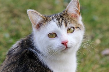 Close-up of the face of a young white-brown cat