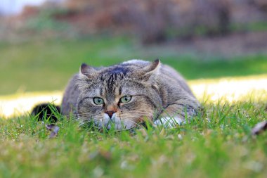 Saldırıdan hemen önce küçük şişman bir kedinin, kulakları arkada, yerde yatarken çekilmiş komik bir fotoğrafı.