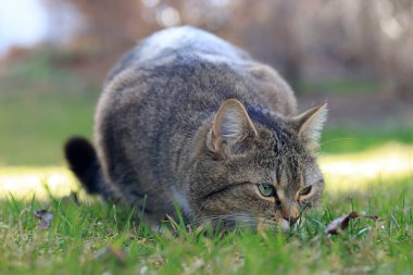 Küçük şişman bir kedi yüzünde tuhaf bir ifadeyle yaprağın önünde pusuya yatar.