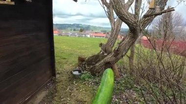Bahçede salatalıktan korkan bir kedinin videosu.