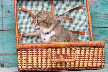 Evcil hayvanlarla tatil. Bir kedi bir bavula oturur ve burnunu yalar.