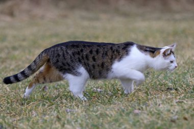 Genç beyaz ve kahverengi bir kedi avlanmak için çimlerin arasında koşar.