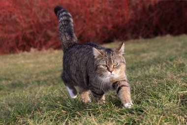 Küçük şişman bir kedi yüzünde vahşi bir bakışla çimenlerde yürüyor.