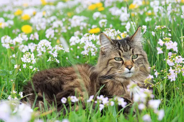 Bir Norveç Ormanı Kedisi, karahindiba ve köpük çiçeklerle dolu bir çayırda baharın tadını çıkarır.