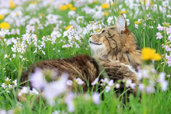 Bir Norveç Ormanı Kedisi, karahindiba ve köpük çiçeklerle dolu bir çayırda baharın tadını çıkarır.