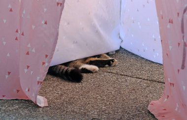 Bir kedi çadırda uyuyor. Yarısı içeride, yarısı dışarıda.