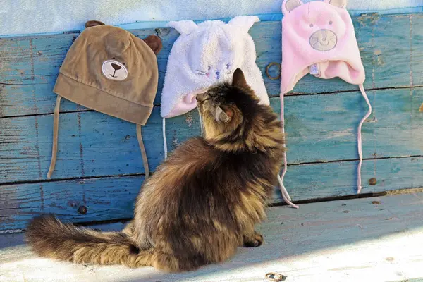 Bir Norveç Orman Kedisi ilginç bir şekilde farklı şapkalara bakar.