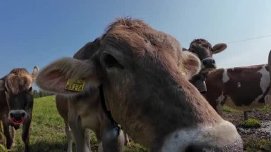 Lustiges Video von jungen Khen mit Glocken auf einer Wiese in Bayern