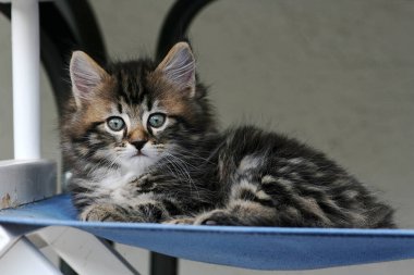 Yumuşak çizgili küçük bir yavru kedi. Genç bir Norveç Ormanı Kedisi