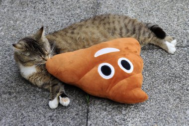 Yalancı kedi ve kaka yastığıyla komik kedi fotoğrafı.