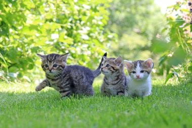 Çizgili kürklü üç küçük kedi çimenlerde oynuyorlar.