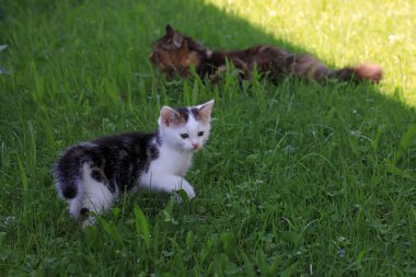Çizgili kürklü beyaz bir kedi yavrusu çimlerin üzerinde Norveç Ormanı Kedisi ile oynuyor.