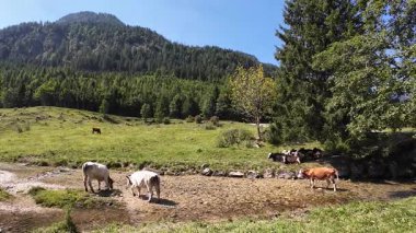 Yazın serinlemek ve içmek için nehirde yürüyen ineklerin videosu.