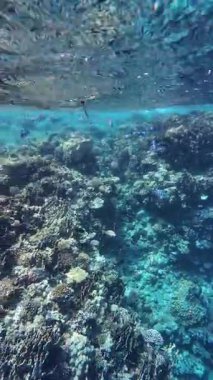 Kızıl Deniz 'deki balıklı mercan resifinin sualtı videosu.