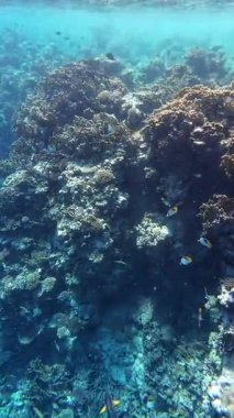 Kızıl Deniz 'deki balıklı mercan resifinin sualtı videosu.