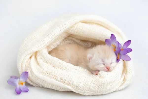 Newborn British Shorthair Kitten Spring Crocuses — Fotografia de Stock