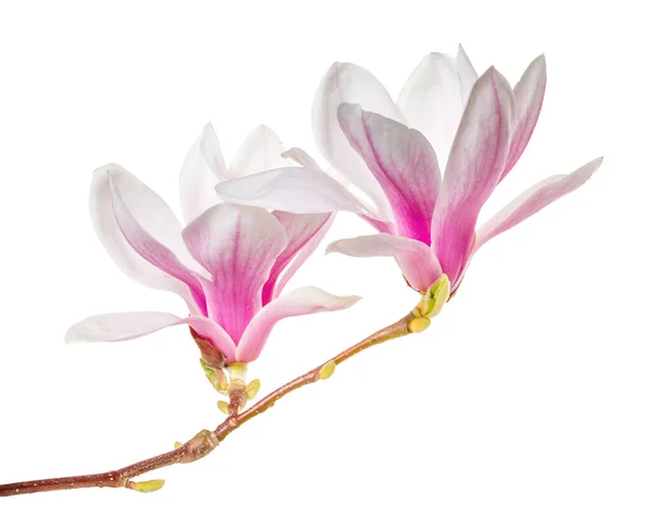 Blühender Magnolienzweig Auf Weißem Hintergrund — Stockfoto