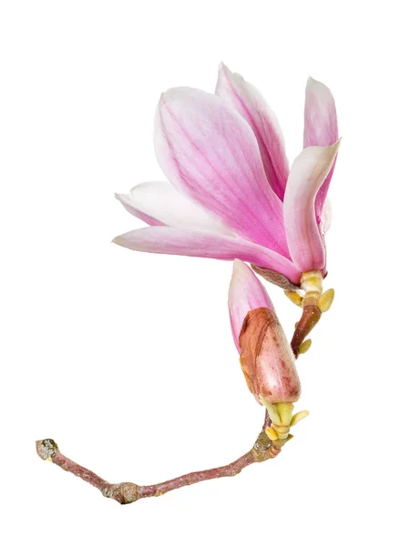 Blooming Magnolia Branch White Background — 图库照片