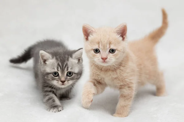 Zwei Kleine Britische Kätzchen Auf Hellem Hintergrund — Stockfoto