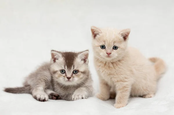 Hafif Bir Arkaplanda Iki Küçük Ngiliz Kedi Yavrusu — Stok fotoğraf