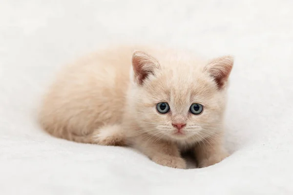 Little Kitten British Race Light Background — Stockfoto