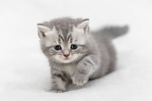 Little Kitten British Race Light Background — Stock Photo, Image