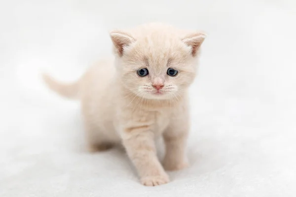 Little Kitten Brytyjskiej Rasy Lekkim Tle — Zdjęcie stockowe