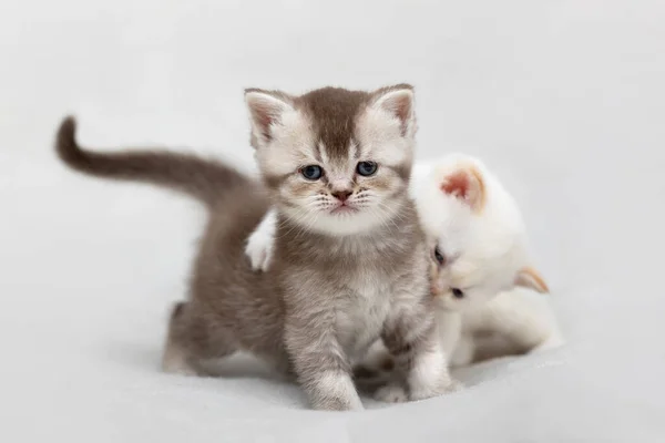 Little Kitten British Race Light Background — Stockfoto