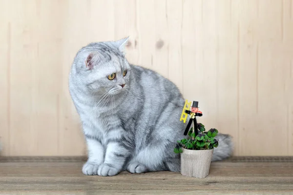 英国のショートヘアストライプ猫とともにクローバーブーケ — ストック写真