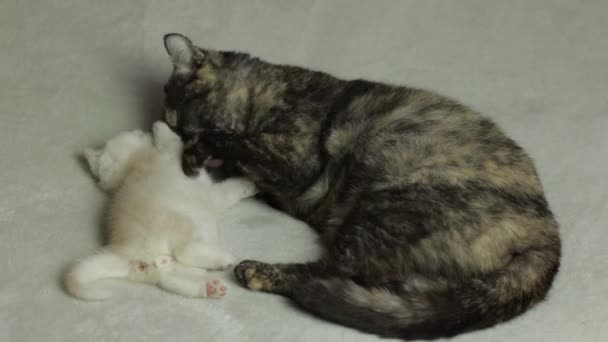 Anne Kedi Yavrusuyla Oynuyor Ngiliz Kısa Hava Yarışı — Stok video