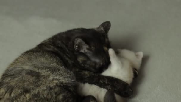 Mamá Gato Jugando Con Gatito Carrera Taquigrafía Británica — Vídeos de Stock