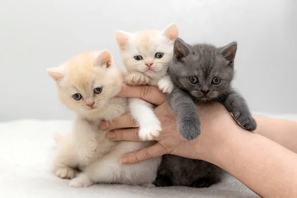 英国猫咪手里拿着蓝色和奶油色的姿势 — 图库照片