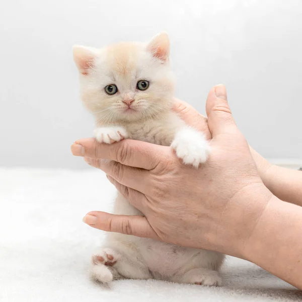 Kucing Inggris Berwarna Putih Berpose Tangan Mereka — Stok Foto