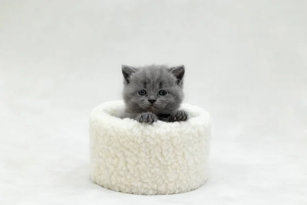 Britisches Blaues Kätzchen Spielt Mit Einem Spielzeug — Stockfoto