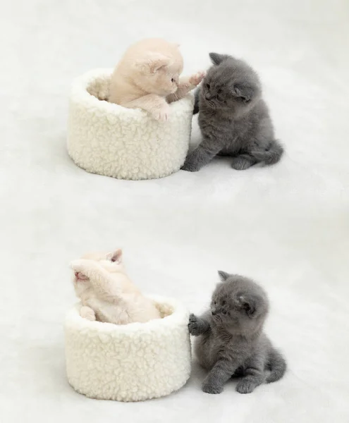White Blue British Kittens Play Together — Stock Photo, Image