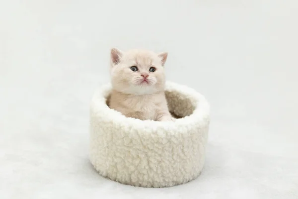 Weißes Britisches Kätzchen Spielt Mit Einem Spielzeug — Stockfoto