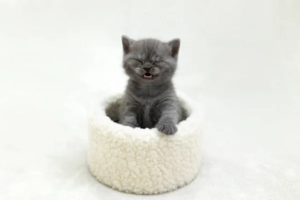British Blue Kitten Playing Toy — Stock Photo, Image