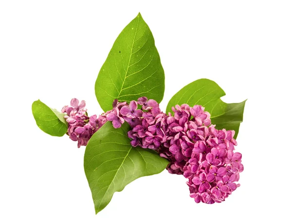 紫丁香一种开花的丁香枝条 在白色的背景上被隔离 — 图库照片
